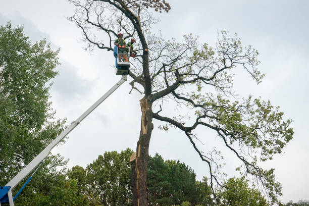 How Our Tree Care Process Works  in  Shenandoah, PA